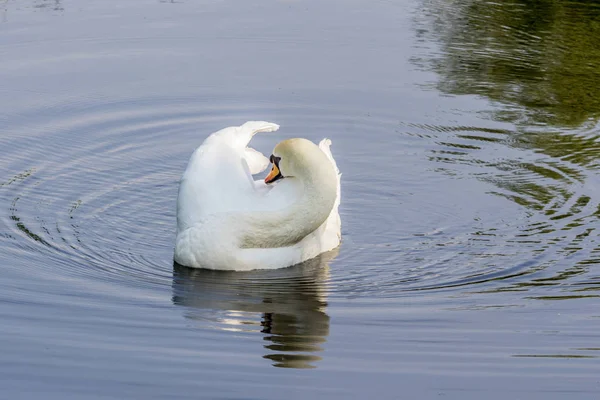 Cisne Branco Flutuar Água Escura Limpar Sua Plumagem Pássaros Cidade — Fotografia de Stock