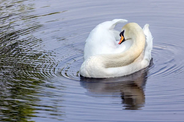 Cisne Branco Flutuar Água Escura Limpar Sua Plumagem Pássaros Cidade — Fotografia de Stock