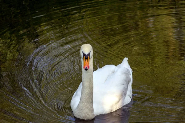 A white swan floating on the dark water. Birds in the city. Animal world of Russia. Swan lake in the summer. Most beautiful birds of the world.