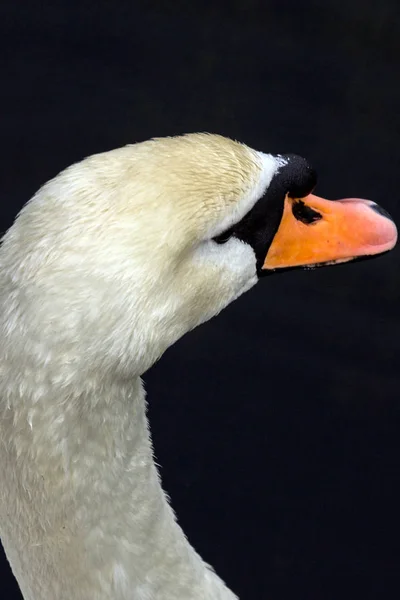 Porträtt Vit Svan Som Flyter Det Mörka Vattnet Fåglar Staden — Stockfoto