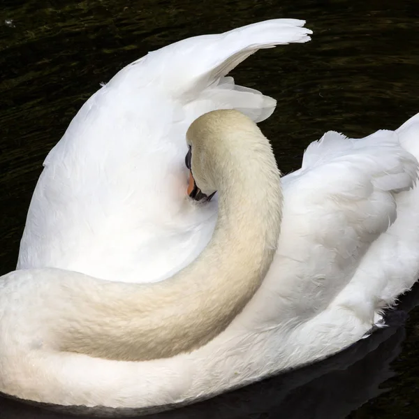 White Swan Floating Dark Water Cleaning Plumage Birds City Animal — Stock Photo, Image