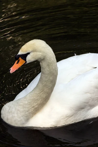 Vit Svan Som Flyter Det Mörka Vattnet Fåglar Staden Djur — Stockfoto