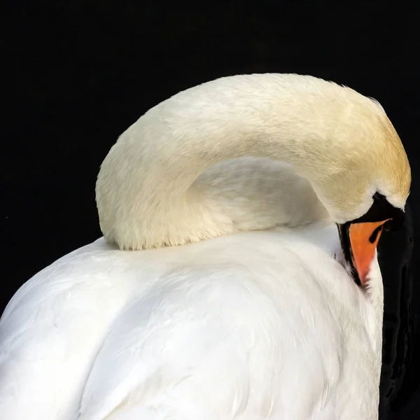 Cigno Bianco Che Galleggia Sull Acqua Scura Pulisce Piumaggio Uccelli — Foto Stock