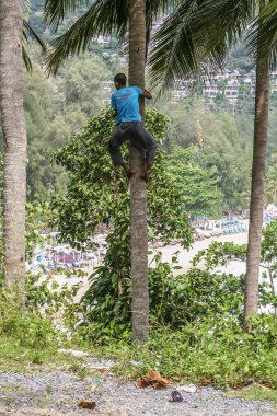 2011.05.09, Phuket, Tayland. Palmiye ağacına tırmanan bir adam. Hindistan cevizi toplayan zavallı adam. Asya'nın çiçek dünyası.