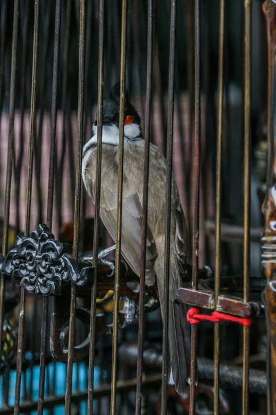 2011 Phuket Thailand Wilde Singvögel Käfigen Auf Dem Markt Authentische — Stockfoto