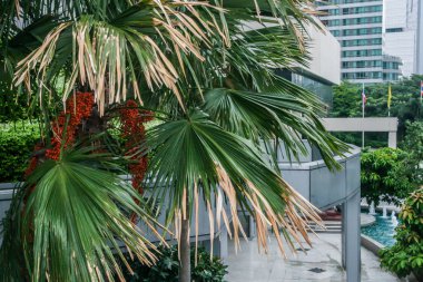 2011.05.15, Bangkok, Tayland. Asya parkı dekoratif elemanları ve bitkiler, bulanıklık ve tahıl etkisi. Şehirde dolaşmak.