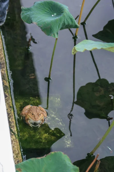 2011 バンコク タイの動物 池の緑のカエル — ストック写真