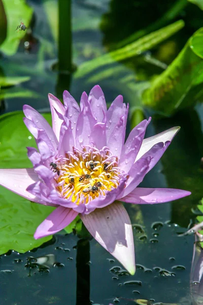 蓮の花に蜂 タイの花の世界 — ストック写真