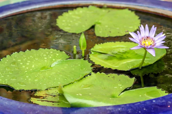 蓮の花に蜂 タイの花の世界 — ストック写真