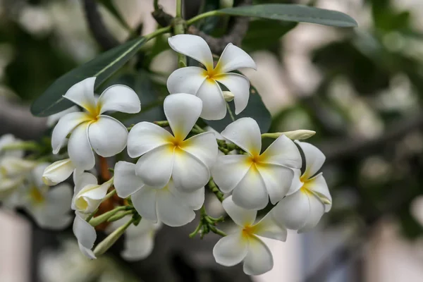 Квіти Плюмерії Дереві Близько Флорійський Світ Таїланду Квітучі Рослини Азії — стокове фото