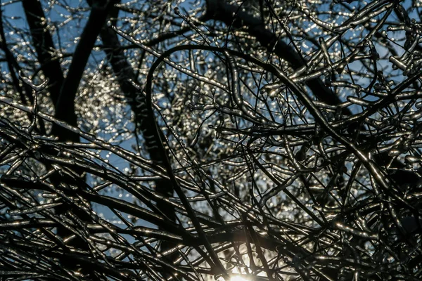 Větve Pokryté Ledem Pozadí Modré Oblohy Ruská Příroda Zimním Čase — Stock fotografie