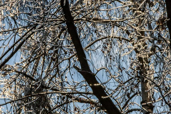 Ветви Покрыты Льдом Фоне Голубого Неба Природа России Зимнее Время — стоковое фото