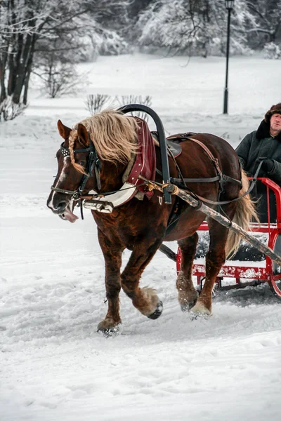 2011 Moskwa Rosja Brązowy Koń Mężczyzna Siedzący Wózku Spacerujący Zimowym — Zdjęcie stockowe