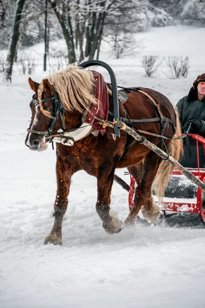 2011 Moscow Russia Brown Horse Man Sitting Cart Walking Winter — Stock Photo, Image