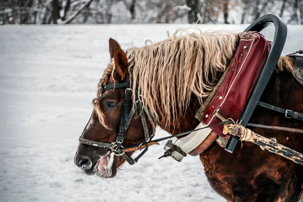 2011 Moscow Russia 一匹棕色的马和一个男人坐在推车上 在冬天的公园里散步 侧面看 — 图库照片
