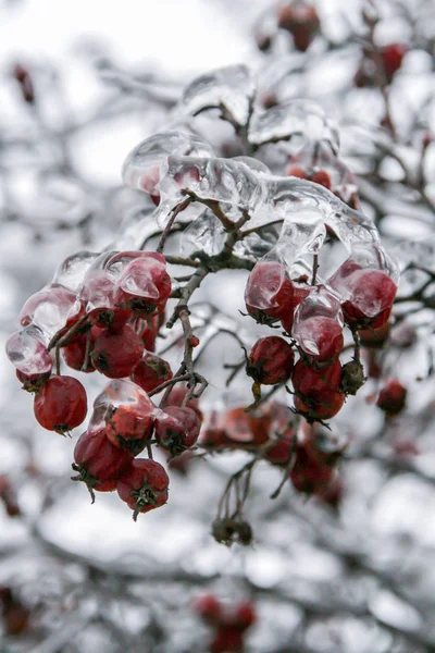 Červené Bobule Větvi Pokryté Ledem Rostliny Ruska Zimní Sezóně — Stock fotografie