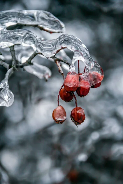 Красные Ягоды Ветке Покрытой Льдом Растения России Зимний Сезон — стоковое фото