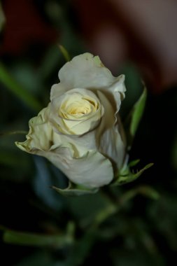 Bir buket soluk sarı gül.