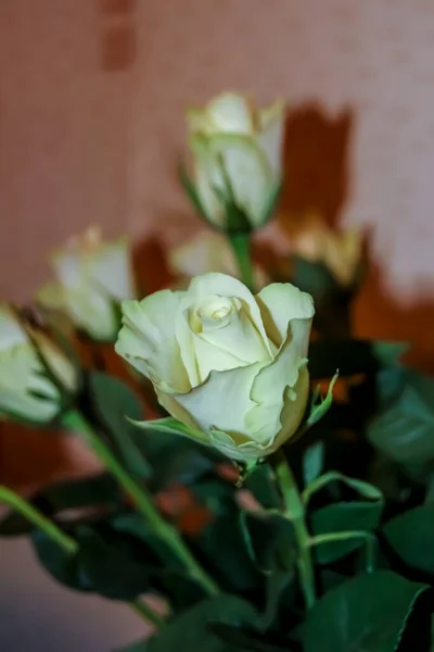 Bouquet Rose Giallo Pallido — Foto Stock