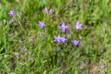 Campanula patula ya da yayılan çan çiçeği, Campanula cinsinin bir bitki türüdür..