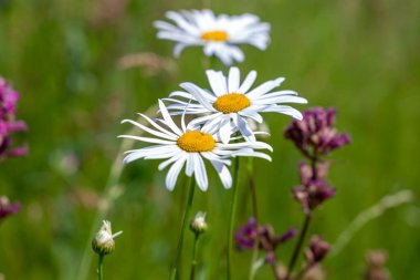 Leucanthemum vulgare, genellikle öküz gözü papatyası, öküz gözü papatyası, köpek papatyası ve diğer yaygın isimlerle bilinen, Avrupa 'ya ve Asya' nın ılıman bölgelerine özgü yaygın bir çiçekli bitkidir..