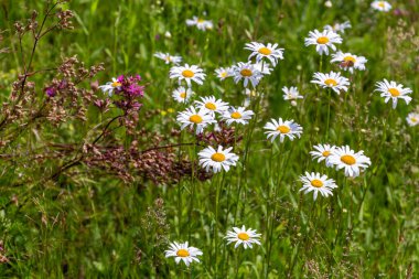 Leucanthemum vulgare, genellikle öküz gözü papatyası, öküz gözü papatyası, köpek papatyası ve diğer yaygın isimlerle bilinen, Avrupa 'ya ve Asya' nın ılıman bölgelerine özgü yaygın bir çiçekli bitkidir..