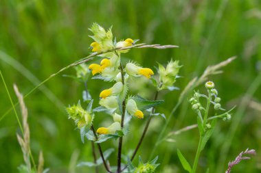 Rhinanthus (çıngırak), eskiden Scrophulariaceae familyasından sınıflandırılan yıllık Orobanchaceae familyasından bir bitki cinsidir..