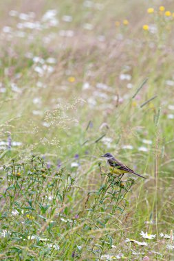 Batı sarı kuyruklu (Motacilla flava), Motacillidae familyasından bir kuyrukluyıldız türü. Avrupa ve Asya 'nın Kuşları.