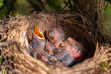 Ormandaki ardıç kuşu yuvası. Yuvadaki ardıç kuşu yavruları. Turdus pilaris, Turdidae familyasından bir kuş türü..