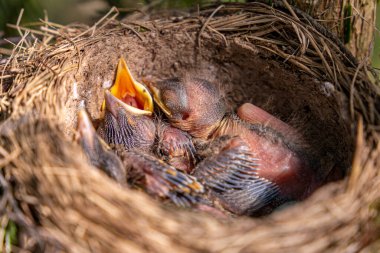 Ormandaki ardıç kuşu yuvası. Yuvadaki ardıç kuşu yavruları. Turdus pilaris, Turdidae familyasından bir kuş türü..
