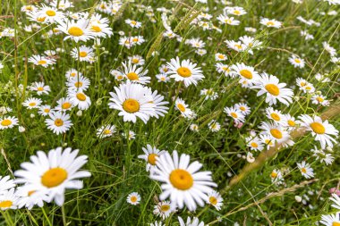 Çiçeklerle dolu bir tarla