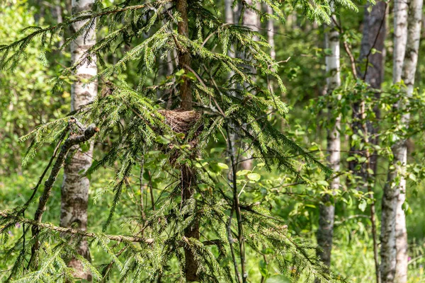 Nido Tordo Abete Rosso Nella Foresta Uccelli Della Russia Foreste — Foto Stock