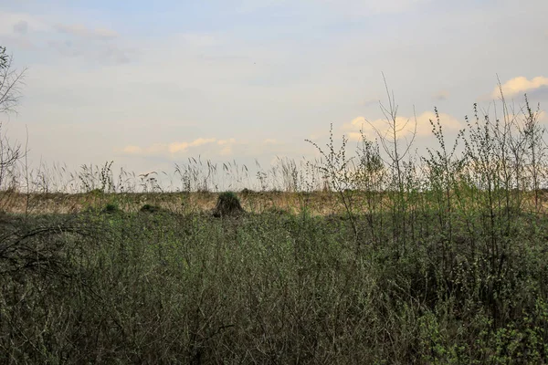 Paysage Prairie Début Printemps Vue Panoramique Avec Horizon — Photo