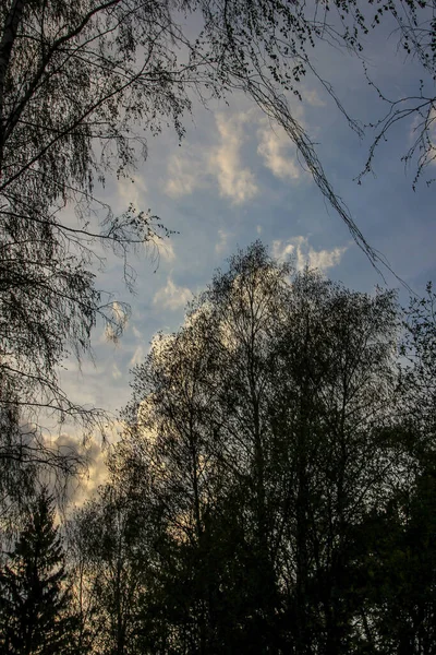 Árvores Fundo Céu Nublado Esta Noite — Fotografia de Stock