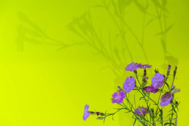 Sarı arka plandaki camda karanfil çiçekleri (Dianthus campestris). Kır çiçekleri kartı, yatay düzenleme.