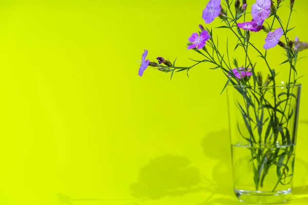 Аромат Гвоздичных Цветов Dianthus Campestris Фоне Желтого Стекла Карточка Полевыми — стоковое фото
