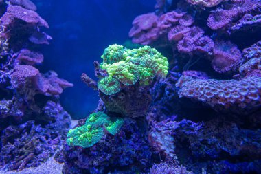 Mercan resiflerindeki balıklar yaklaşıyor. Mercan resifinin etrafındaki balıklar.