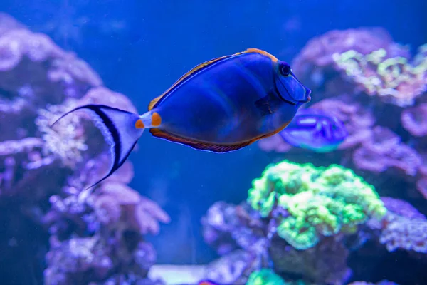 Ryby Korálových Útesů Jsou Blízko Acanthurus Rod Ryb Čeledi Acanthuridae — Stock fotografie