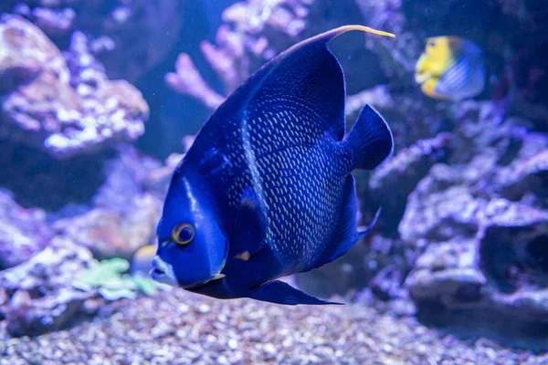 Pesci Della Barriera Corallina Vicino Pesci Intorno Alla Barriera Corallina — Foto Stock