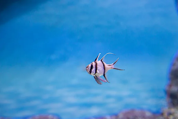 Маленькая Кардинальная Рыбка Banggai Cardinalfish Pterapogon Kauderni Популярные Аквариумные Рыбы — стоковое фото