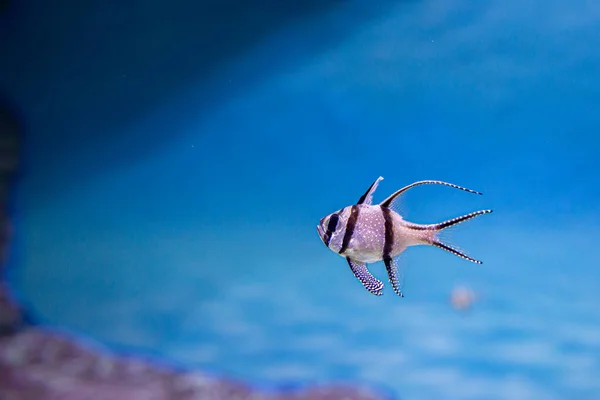 Een Kleine Tropische Kardinaalvis Banggai Kardinaalvis Pterapogon Kauderni Populaire Aquariumvissen — Stockfoto