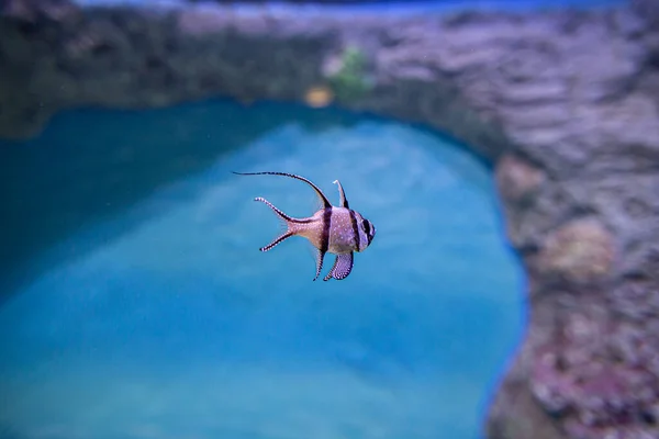 Een Kleine Tropische Kardinaalvis Banggai Kardinaalvis Pterapogon Kauderni Populaire Aquariumvissen — Stockfoto