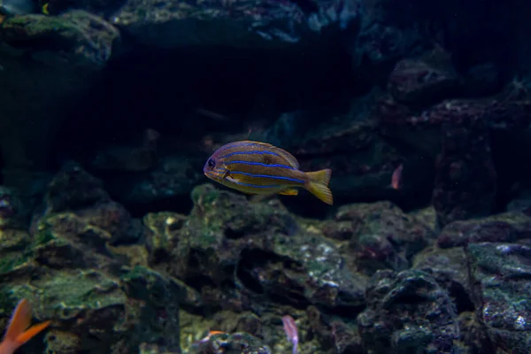 Peces Arrecife Coral Cerca Acanthurus Género Peces Familia Acanthuridae — Foto de Stock