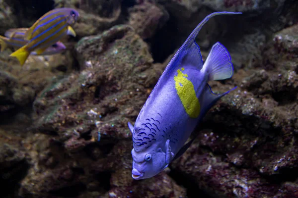 Pomacanthus Maculosus Pesce Angelo Marino Con Nomi Comuni Tra Cui — Foto Stock