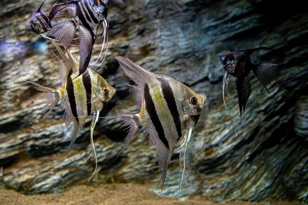 Grupo Pterophyllum Pequeno Gênero Peixes Água Doce Família Cichlidae Conhecido — Fotografia de Stock