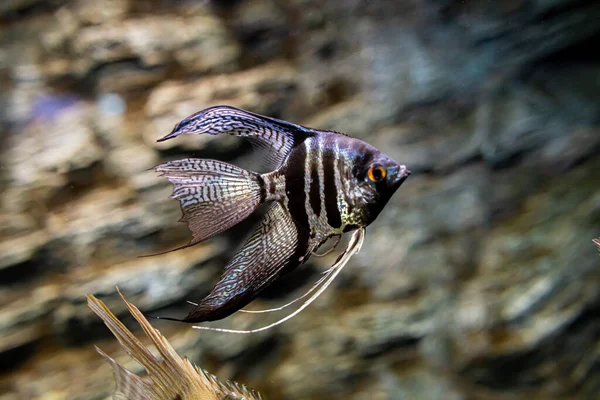 Один Птерофиллумов Небольшой Род Пресноводных Рыб Семейства Цихлид Известный Большинству — стоковое фото