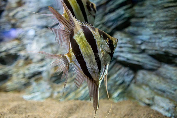 Grupo Pterophyllum Pequeno Gênero Peixes Água Doce Família Cichlidae Conhecido — Fotografia de Stock