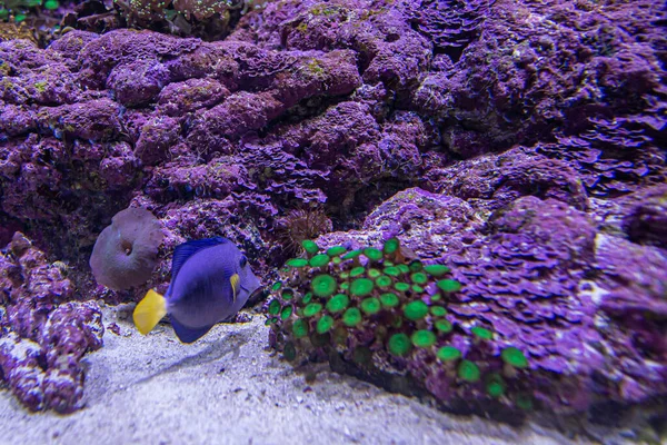 Zebrasoma Xanthurus Arrecife Coral Peces Colores Cerca — Foto de Stock