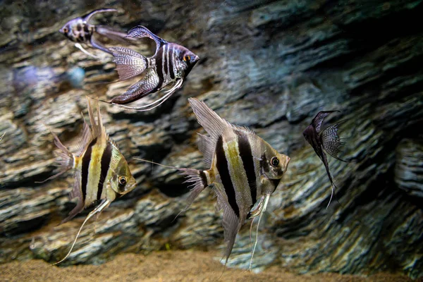 水生植物群 Cichlidae科淡水鱼属的一个小属 被大多数水族学家称为天使鱼 免版税图库照片