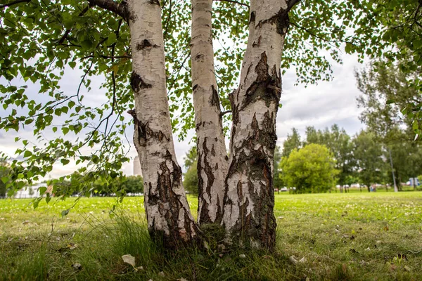科洛曼斯克耶公园的一块田里 一群三只白桦树 俄罗斯的植物 — 图库照片